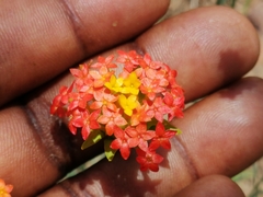 Lasiosiphon rubescens