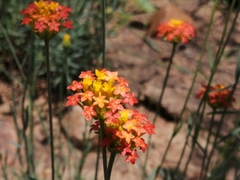 Lasiosiphon rubescens