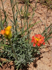 Lasiosiphon rubescens