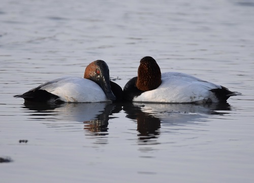 Canvasback