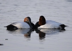 Canvasback photo 6