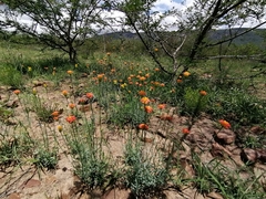 Lasiosiphon rubescens