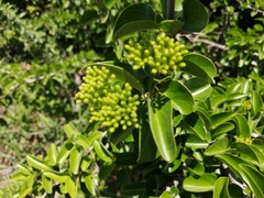 Plectroniella armata