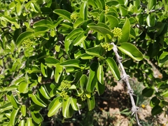 Plectroniella armata