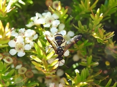Lasioglossum peraustrale