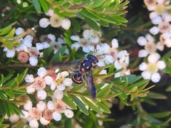 Lasioglossum peraustrale