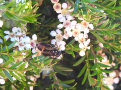 Lasioglossum peraustrale