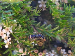 Lasioglossum peraustrale