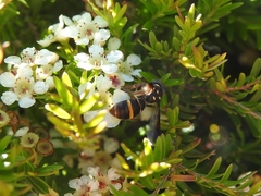 Lasioglossum peraustrale