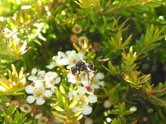 Lasioglossum peraustrale