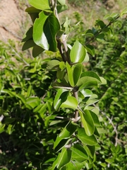 Plectroniella armata