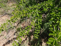 Plectroniella armata