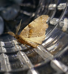 Chalastra pellurgata