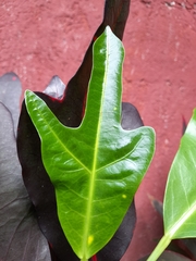 Codiaeum variegatum