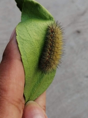 Spilosomina