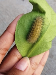 Spilosomina