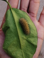 Spilosomina
