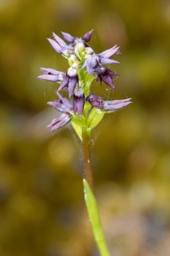 Pambula midge orchid (Genoplesium rhyoliticum)