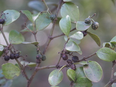 Psydrax odorata buxifolia