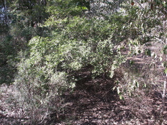 Psydrax odorata buxifolia