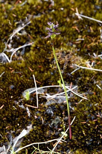 Image of Genoplesium rhyoliticum by (c) Max Campbell, some rights reserved (CC BY)