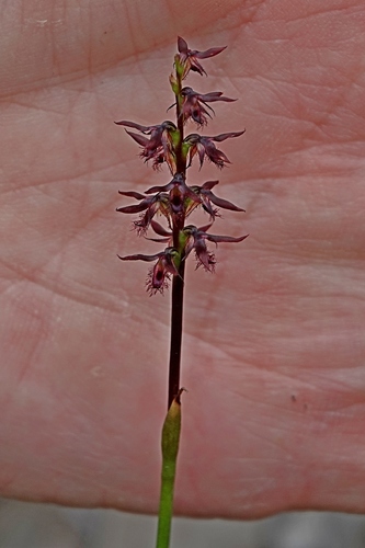 Image of Genoplesium rhyoliticum by (c) Max Campbell, some rights reserved (CC BY)