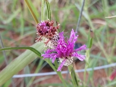 Parapolydora fastigiata