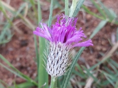 Parapolydora fastigiata