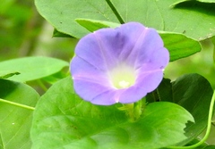 Ipomoea meyeri