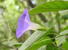 Ipomoea meyeri