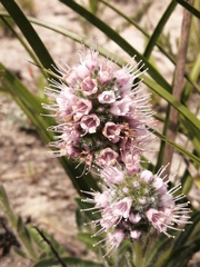 Echiostachys ecklonianus