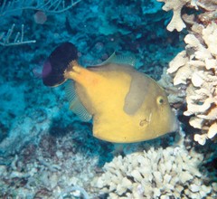 Cantherhines macrocerus