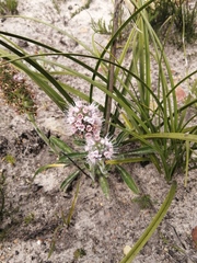 Echiostachys ecklonianus
