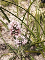 Echiostachys ecklonianus