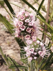 Echiostachys ecklonianus