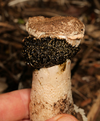 Itajahya galericulata