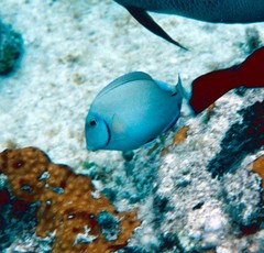 Acanthurus tractus