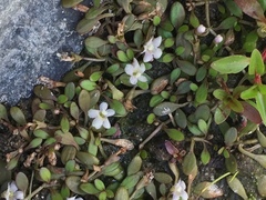 Glossostigma elatinoides