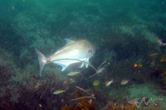 Seriola hippos