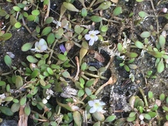 Glossostigma elatinoides