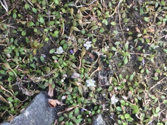 Glossostigma elatinoides