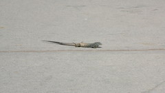 Aspidoscelis tigris tigris