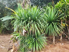 Dracaena cochinchinensis