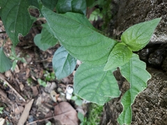 Dicliptera chinensis