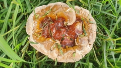 Ganoderma austroafricanum