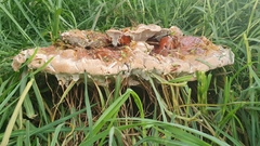 Ganoderma austroafricanum