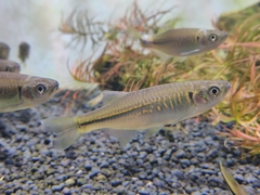 Devario chrysotaeniatus