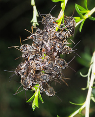Lipotriches flavoviridis