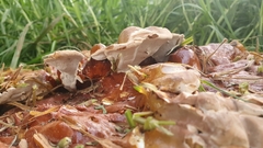 Ganoderma austroafricanum