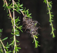 Lipotriches flavoviridis